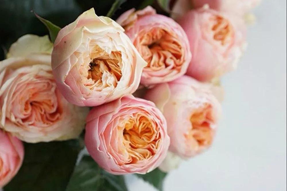 橘色玫瑰花语（一篇文章认全花店必备80种玫瑰花）