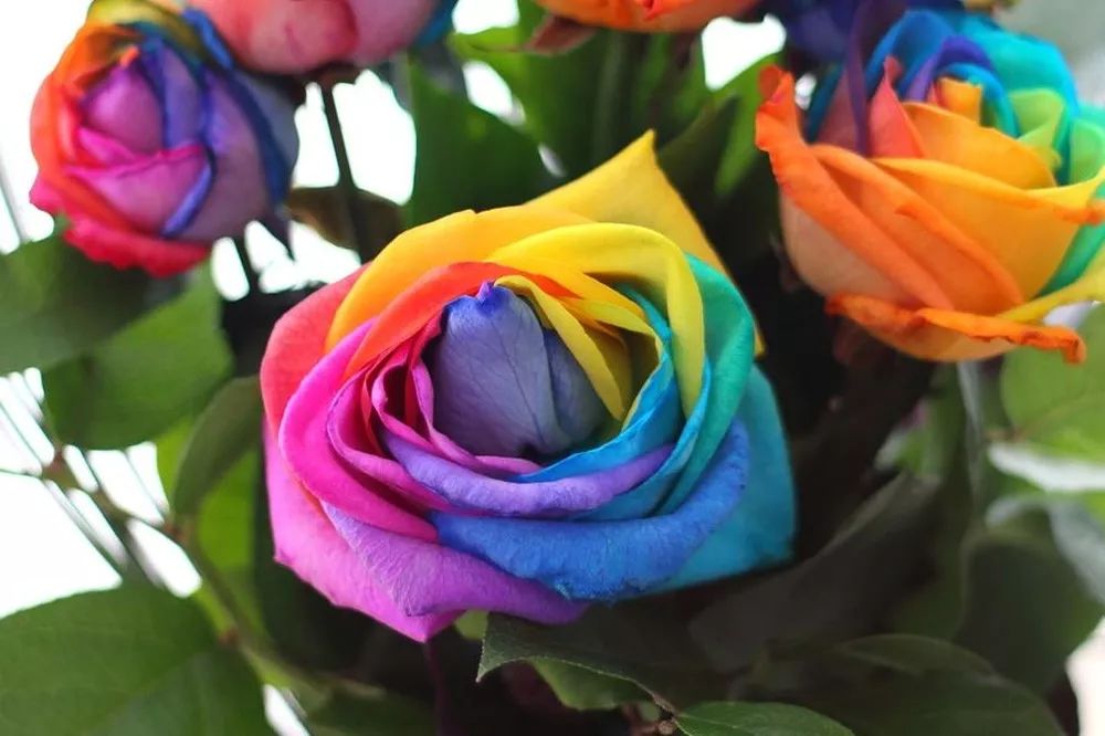 橘色玫瑰花语（一篇文章认全花店必备80种玫瑰花）