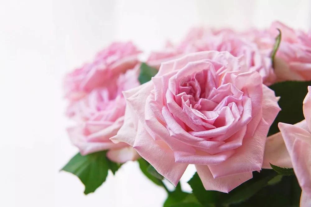 橘色玫瑰花语（一篇文章认全花店必备80种玫瑰花）