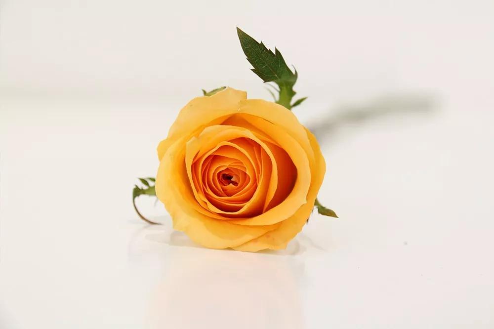 橘色玫瑰花语（一篇文章认全花店必备80种玫瑰花）
