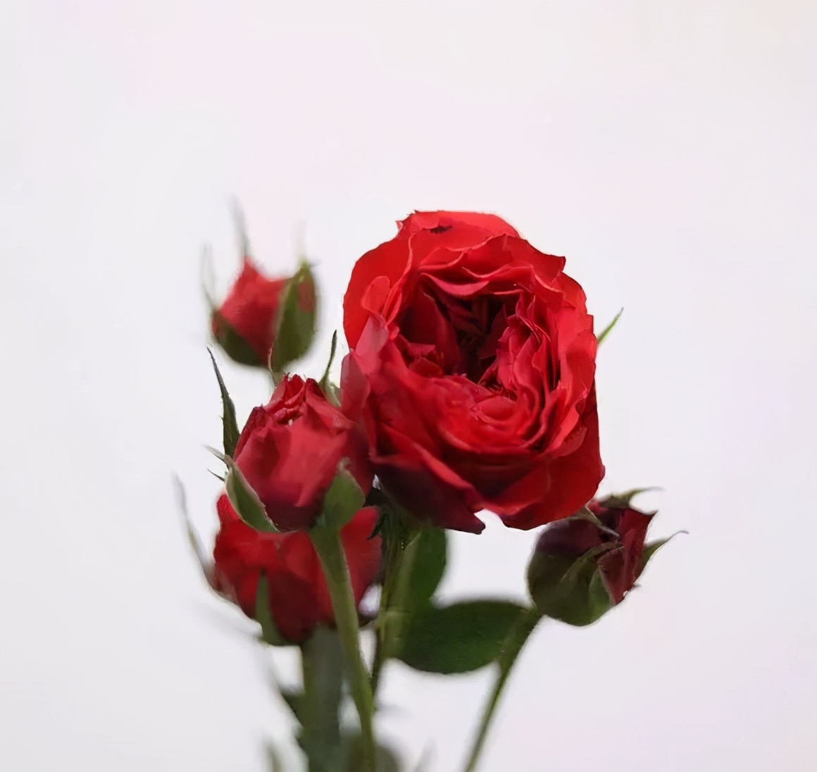 橘色玫瑰花语（一篇文章认全花店必备80种玫瑰花）