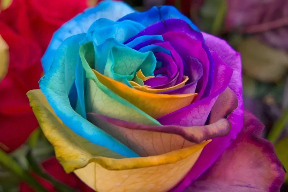 橘色玫瑰花语（一篇文章认全花店必备80种玫瑰花）