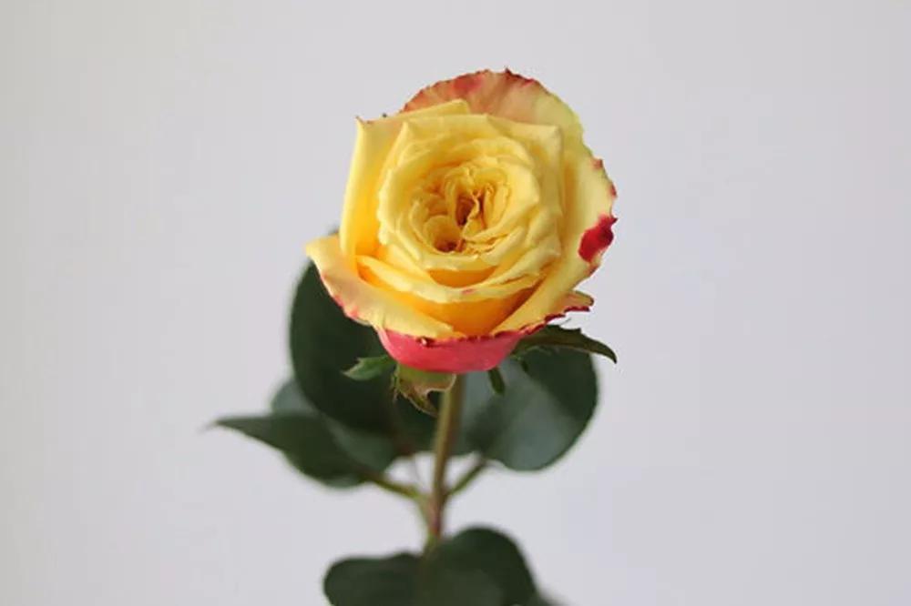 橘色玫瑰花语（一篇文章认全花店必备80种玫瑰花）