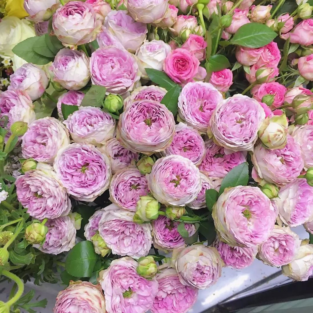 橘色玫瑰花语（一篇文章认全花店必备80种玫瑰花）