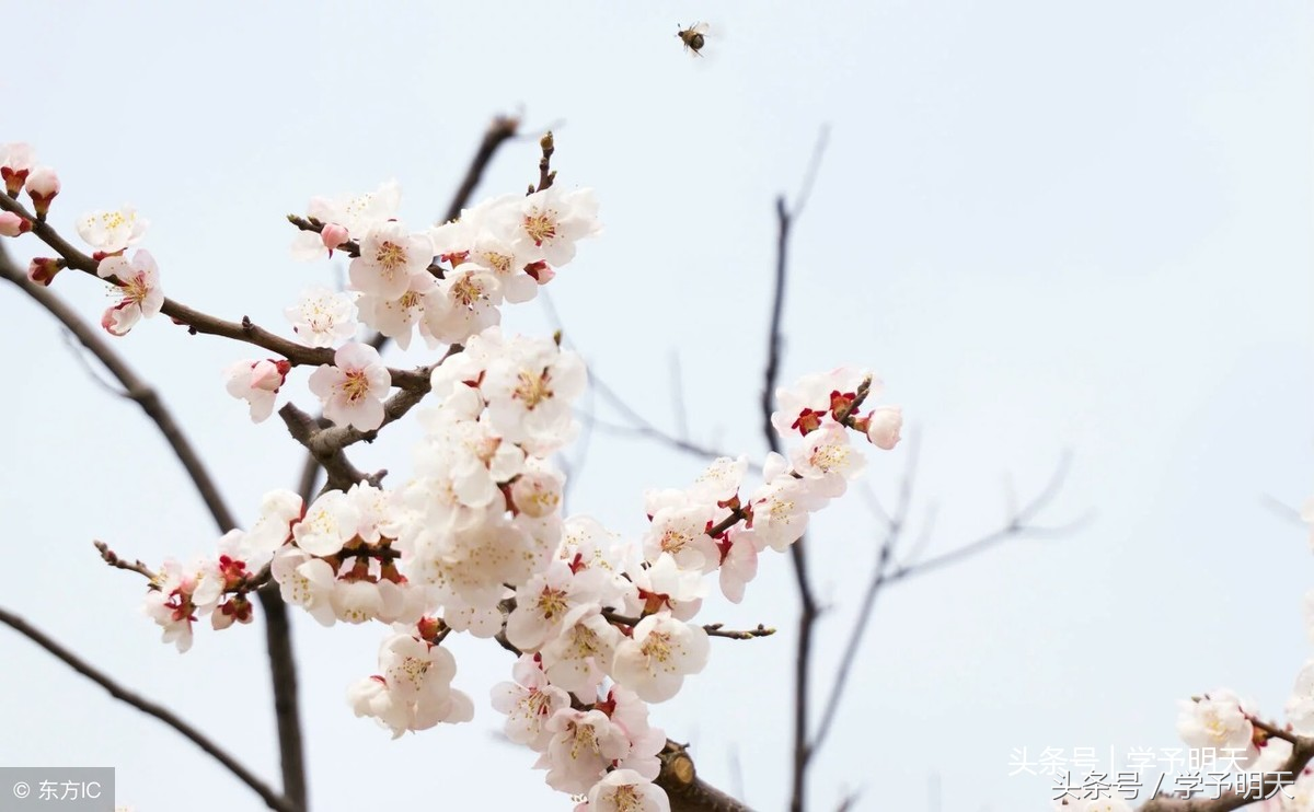 渔歌子古诗带拼音（分享1首小学经典古诗词）