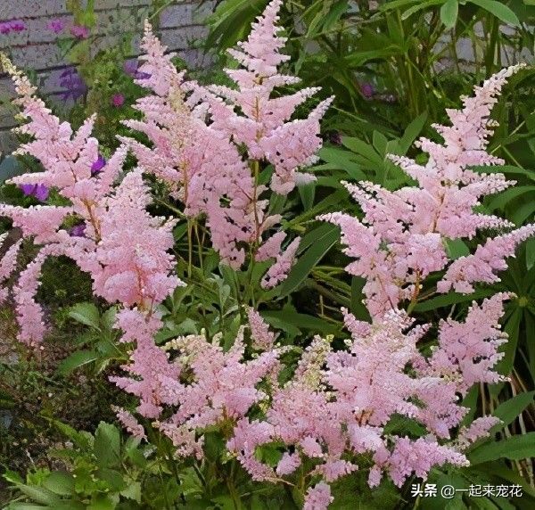 喜阴的室外植物花卉有哪些（推荐10款适合室外养的花卉）