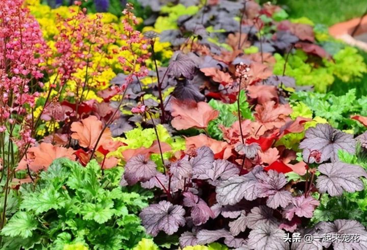 喜阴的室外植物花卉有哪些（推荐10款适合室外养的花卉）