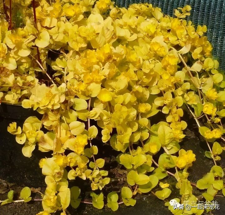 喜阴的室外植物花卉有哪些（推荐10款适合室外养的花卉）