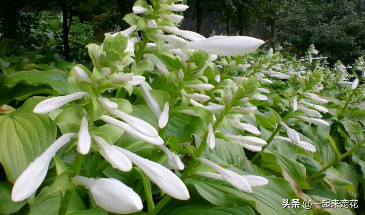 喜阴的室外植物花卉有哪些（推荐10款适合室外养的花卉）