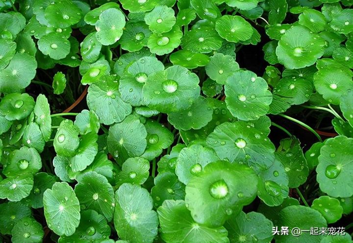 喜阴的室外植物花卉有哪些（推荐10款适合室外养的花卉）