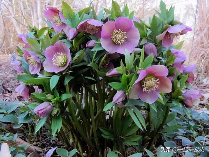 喜阴的室外植物花卉有哪些（推荐10款适合室外养的花卉）