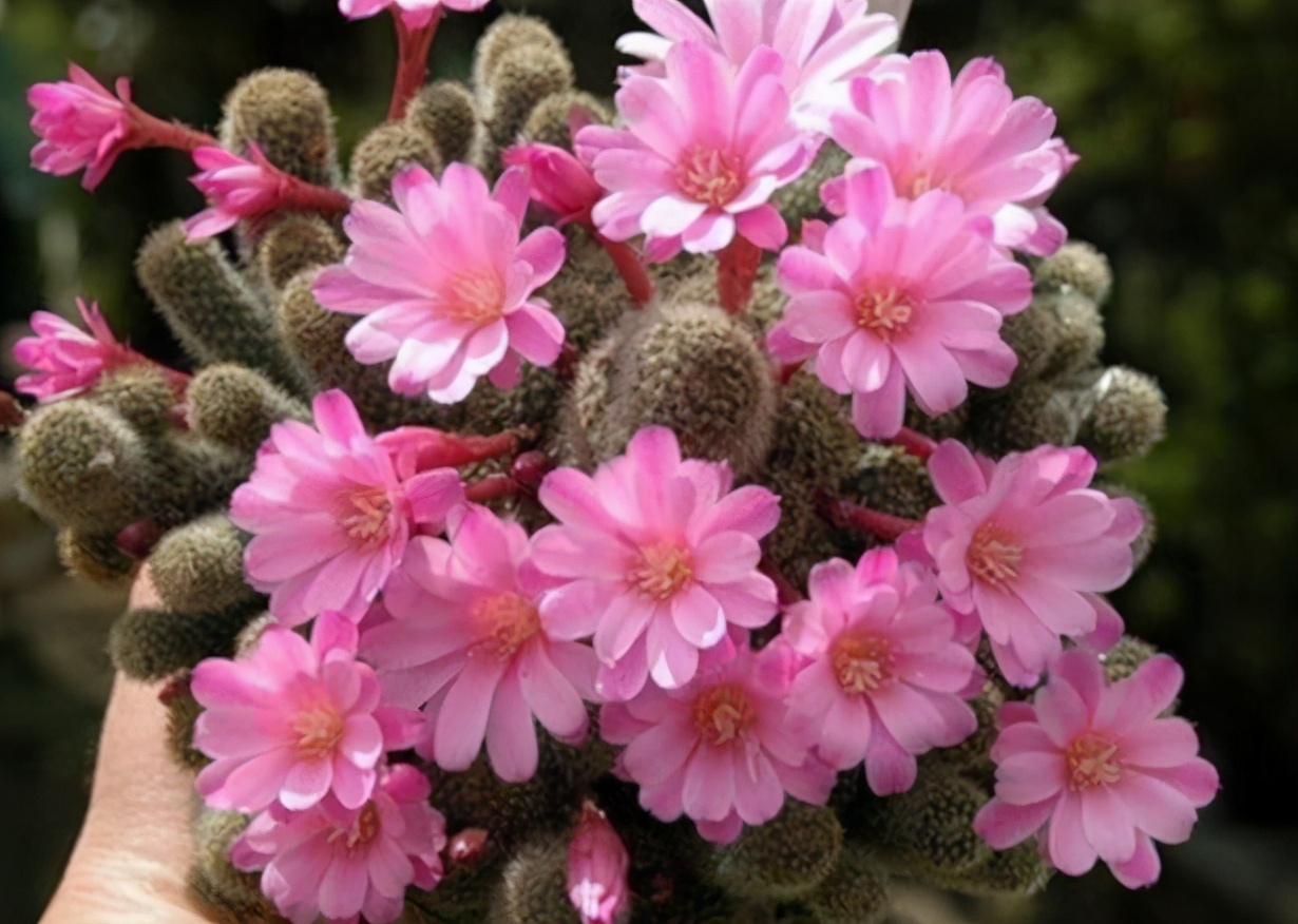 仙人球为什么不用浇水（仙人球的正确浇水技巧分享）