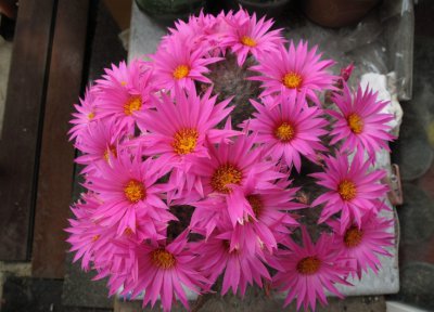 ​仙人球为什么不用浇水（仙人球的正确浇水技巧分享）