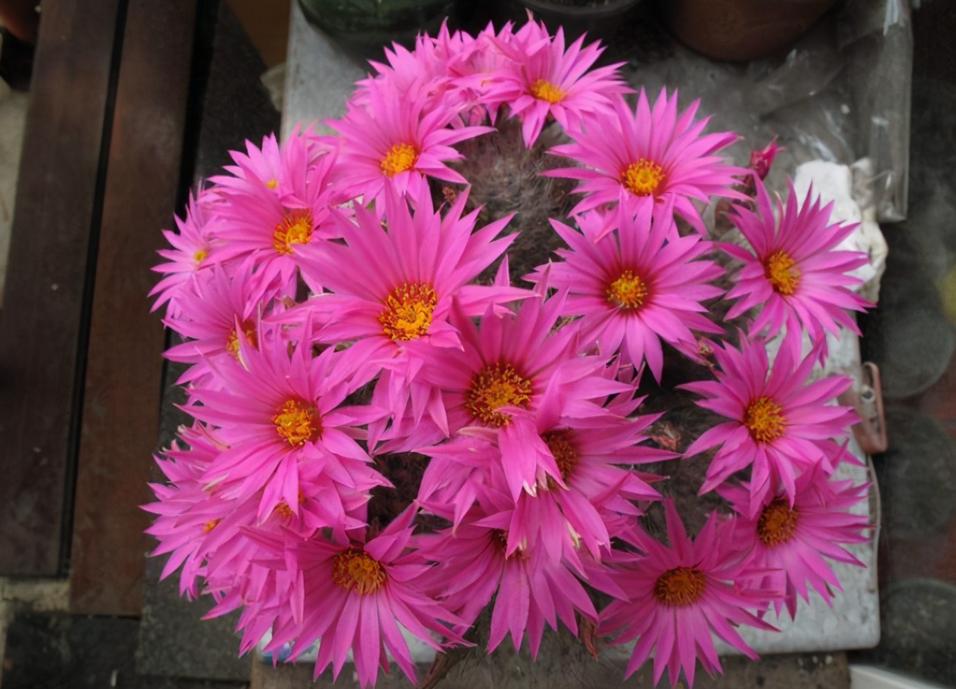 仙人球为什么不用浇水（仙人球的正确浇水技巧分享）