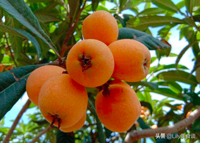 ​春季水果有哪些种类（分享6种最常见的春季水果）