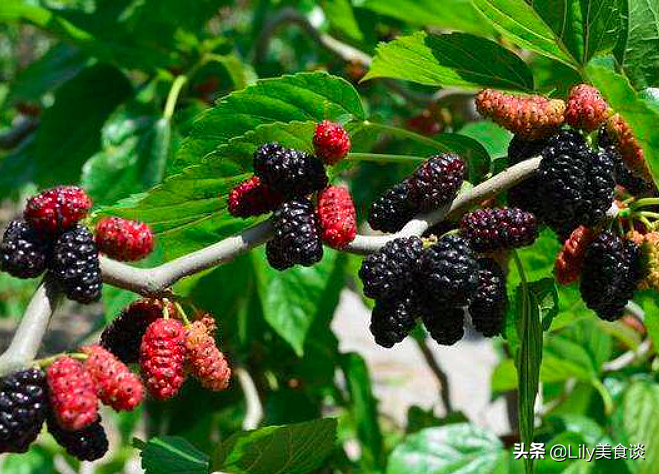 春季水果有哪些种类（分享6种最常见的春季水果）