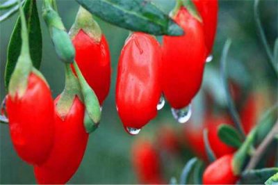 ​鲜枸杞能直接吃吗 鲜枸杞直接吃有哪些好处