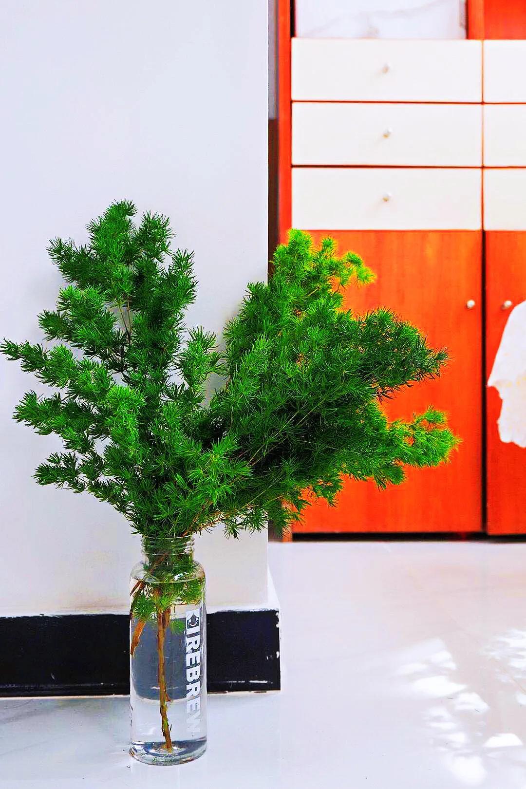 蓬莱松的养殖方法（多年生常绿灌木状草木植物介绍）