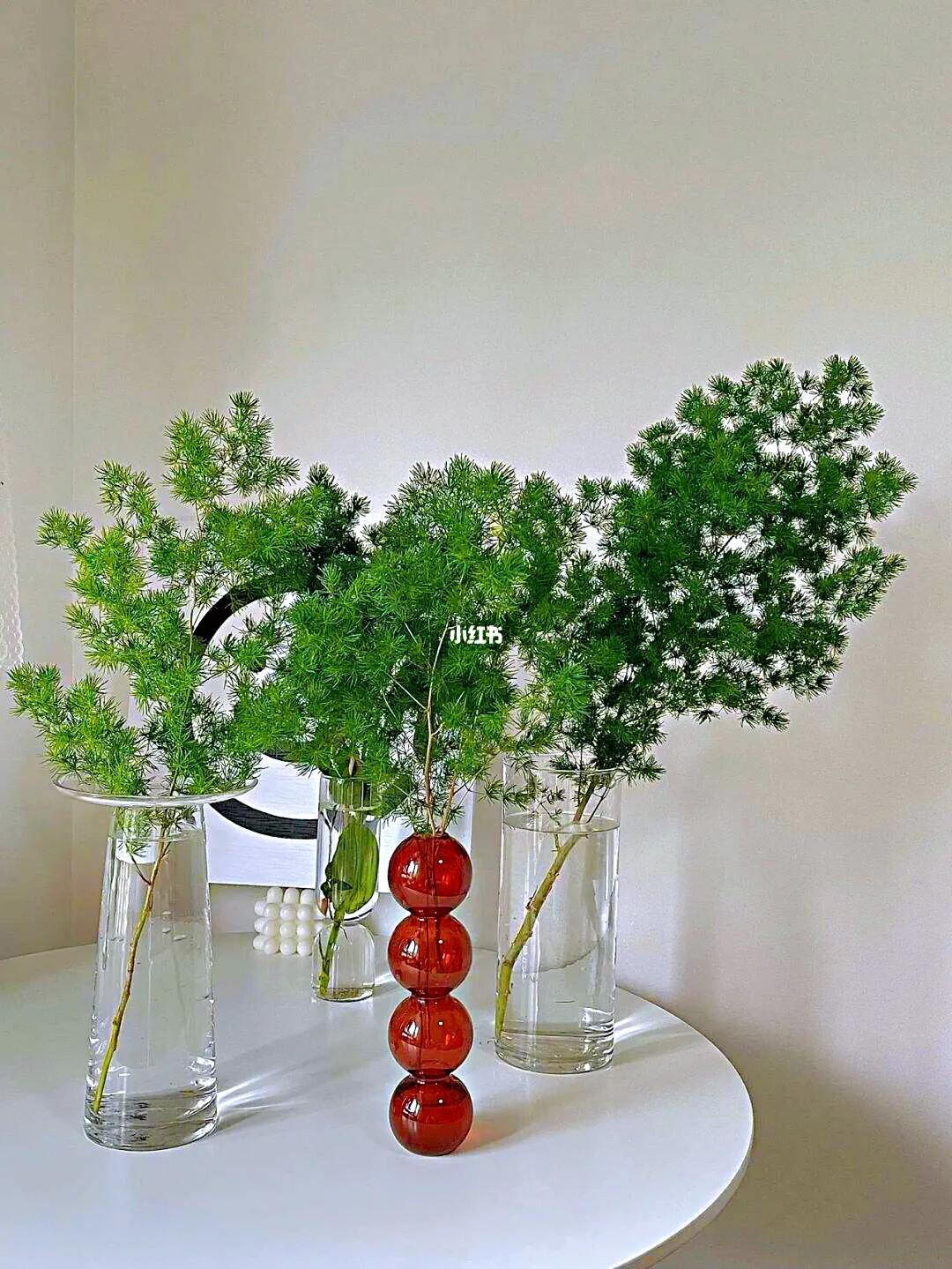 蓬莱松的养殖方法（多年生常绿灌木状草木植物介绍）