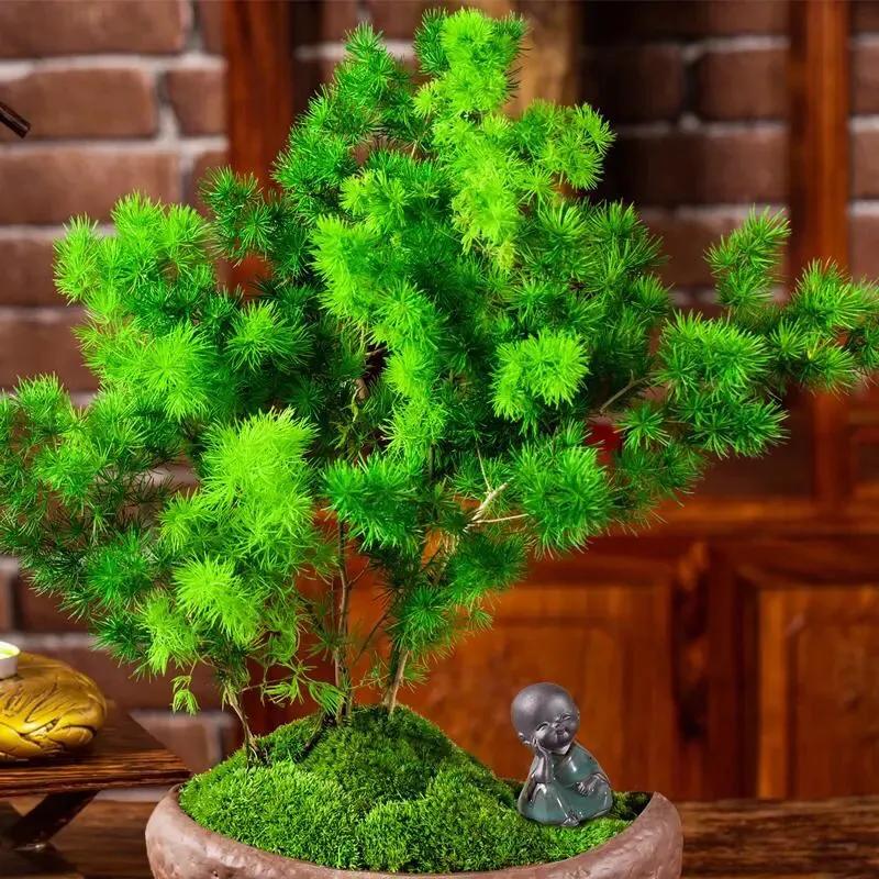 蓬莱松的养殖方法（多年生常绿灌木状草木植物介绍）