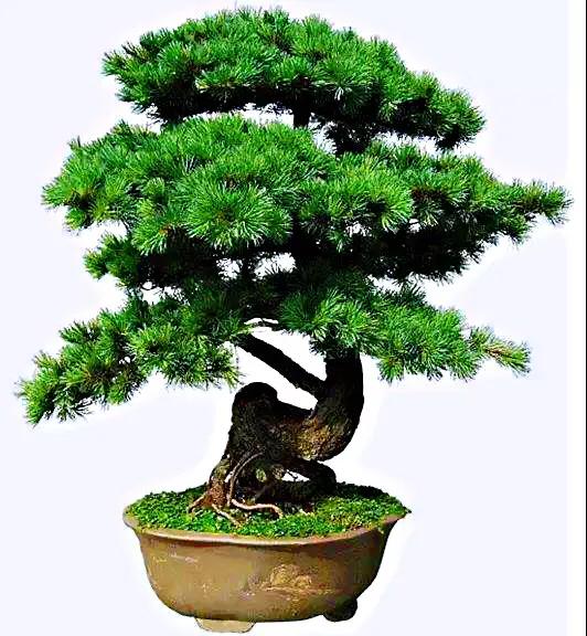 蓬莱松的养殖方法（多年生常绿灌木状草木植物介绍）