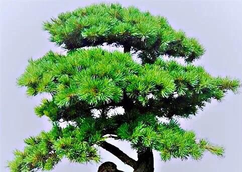 蓬莱松的养殖方法（多年生常绿灌木状草木植物介绍）