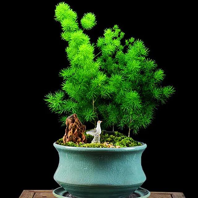 蓬莱松的养殖方法（多年生常绿灌木状草木植物介绍）