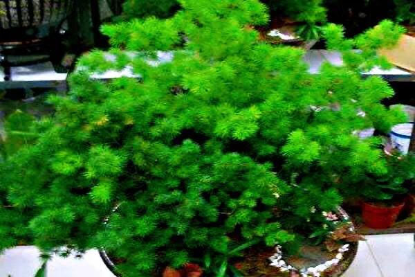 蓬莱松的养殖方法（多年生常绿灌木状草木植物介绍）