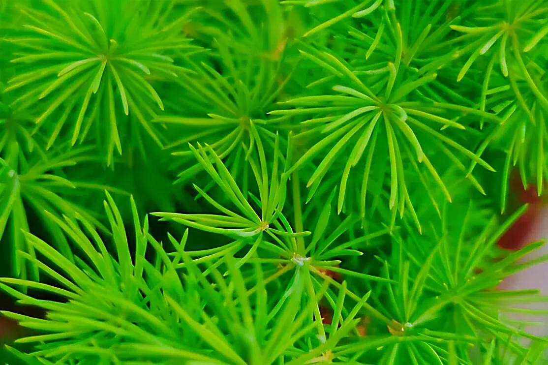 蓬莱松的养殖方法（多年生常绿灌木状草木植物介绍）