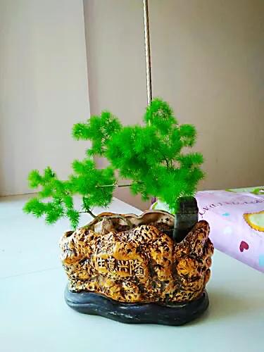 蓬莱松的养殖方法（多年生常绿灌木状草木植物介绍）