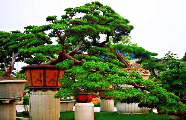 蓬莱松的养殖方法（多年生常绿灌木状草木植物介绍）