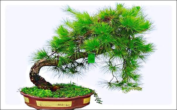 蓬莱松的养殖方法（多年生常绿灌木状草木植物介绍）