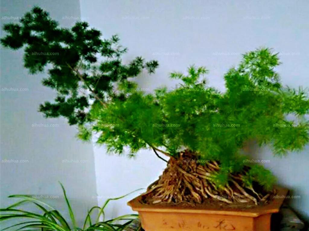 蓬莱松的养殖方法（多年生常绿灌木状草木植物介绍）