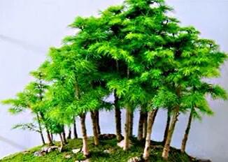 蓬莱松的养殖方法（多年生常绿灌木状草木植物介绍）