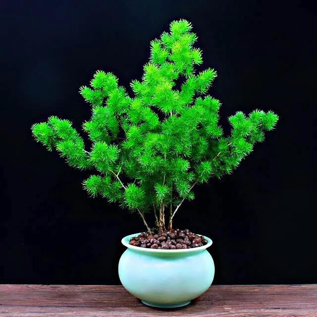 蓬莱松的养殖方法（多年生常绿灌木状草木植物介绍）