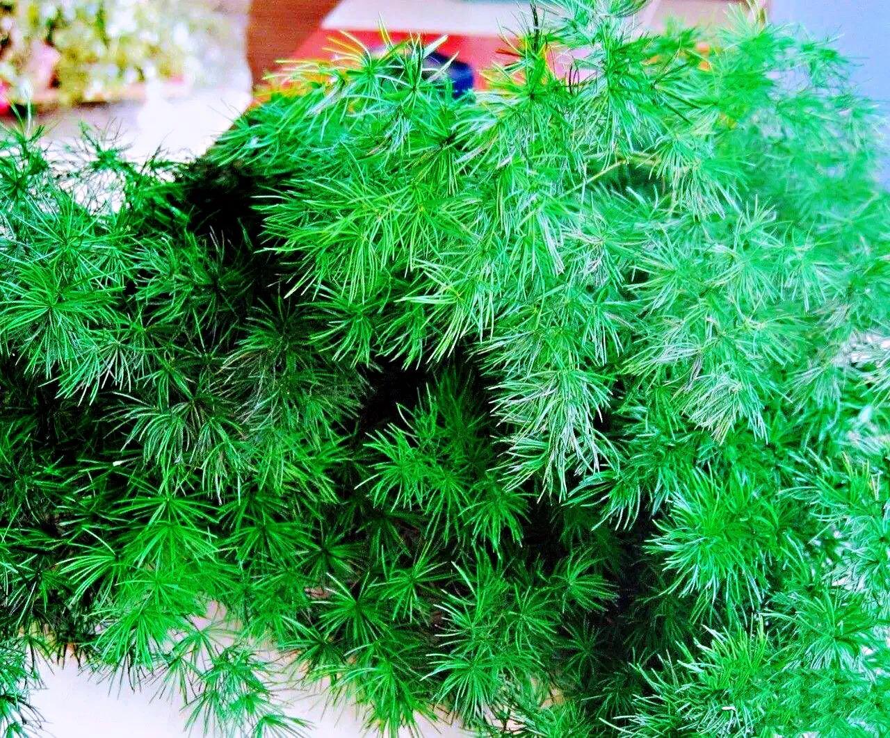 蓬莱松的养殖方法（多年生常绿灌木状草木植物介绍）