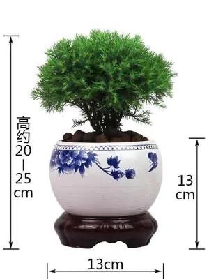 蓬莱松的养殖方法（多年生常绿灌木状草木植物介绍）