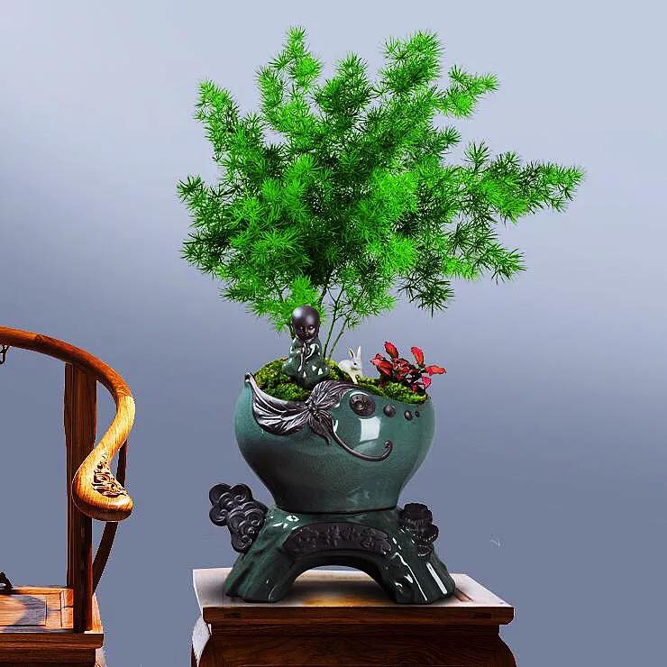 蓬莱松的养殖方法（多年生常绿灌木状草木植物介绍）