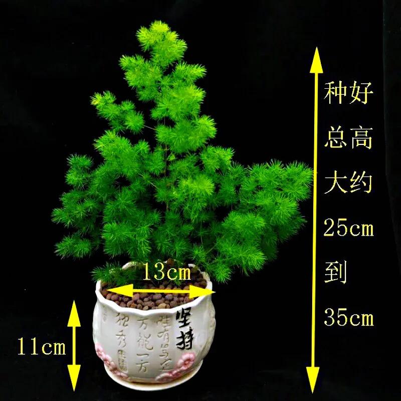 蓬莱松的养殖方法（多年生常绿灌木状草木植物介绍）