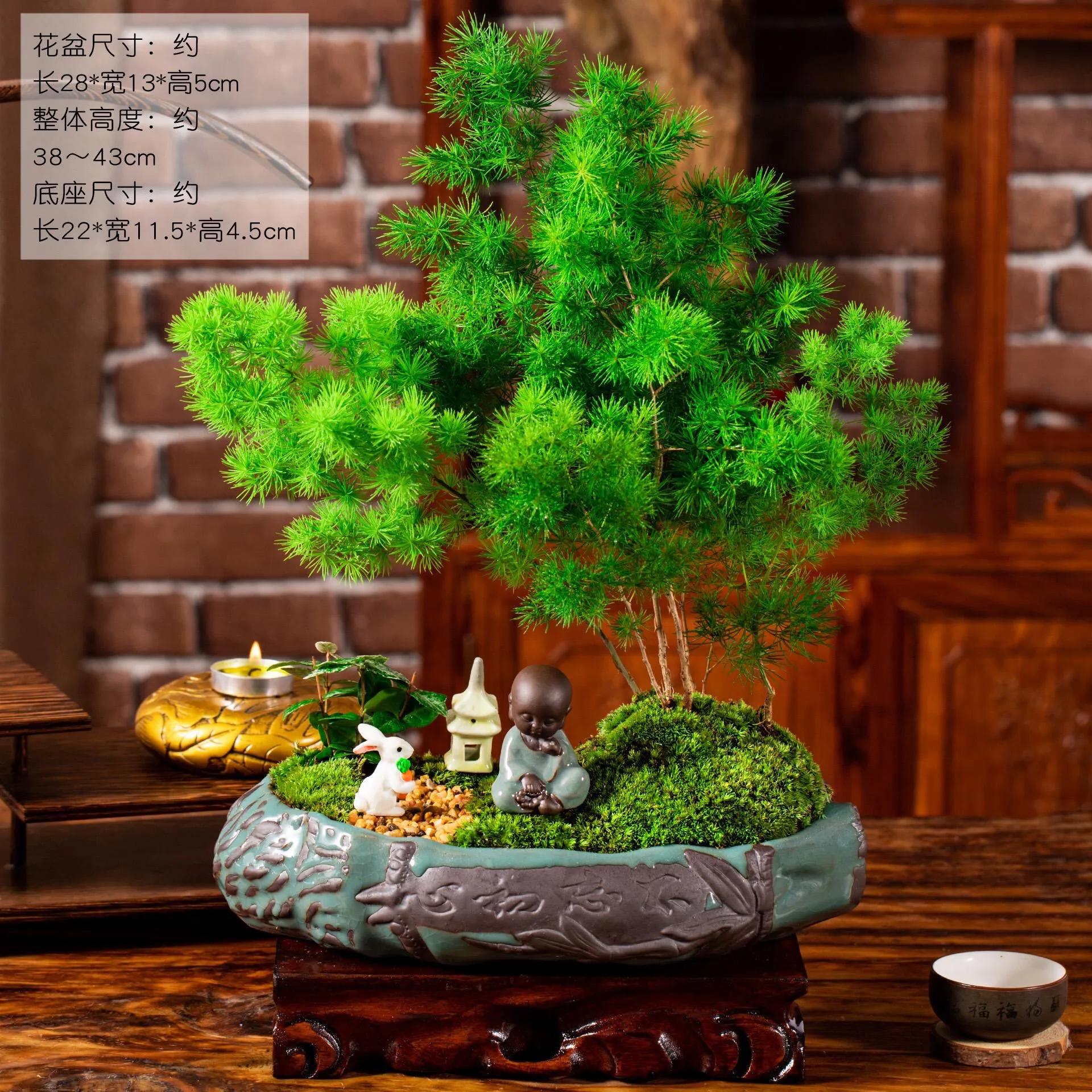 蓬莱松的养殖方法（多年生常绿灌木状草木植物介绍）