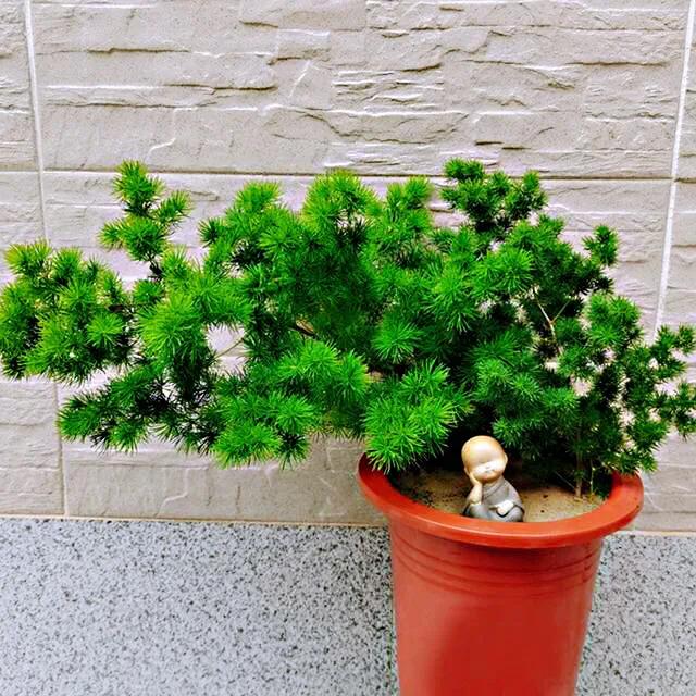 蓬莱松的养殖方法（多年生常绿灌木状草木植物介绍）