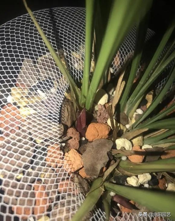 兰花有多少品种（图文讲解兰花的品种大全）