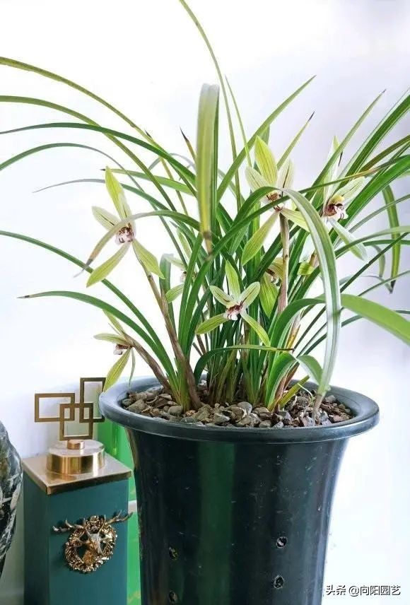 兰花有多少品种（图文讲解兰花的品种大全）