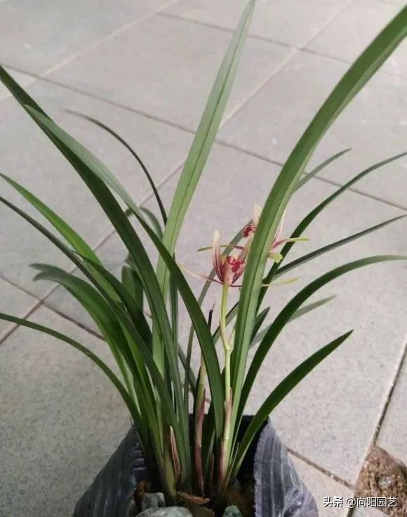 兰花有多少品种（图文讲解兰花的品种大全）