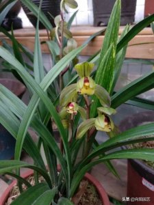 ​兰花有多少品种（图文讲解兰花的品种大全）