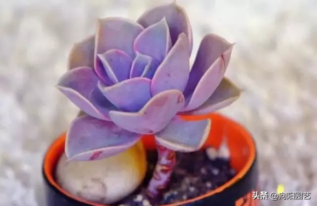 紫珍珠的养殖方法和注意事项（紫珍珠的5个养护小技巧）