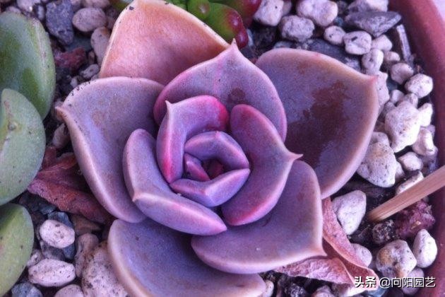 紫珍珠的养殖方法和注意事项（紫珍珠的5个养护小技巧）