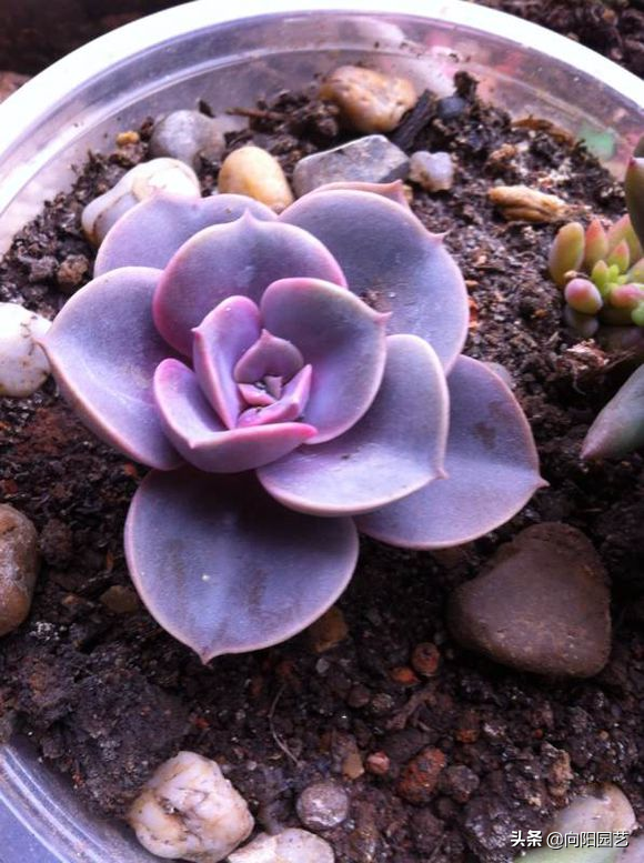 紫珍珠的养殖方法和注意事项（紫珍珠的5个养护小技巧）