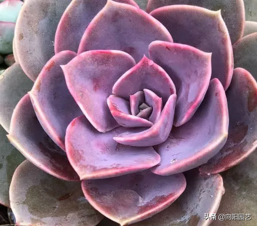 紫珍珠的养殖方法和注意事项（紫珍珠的5个养护小技巧）