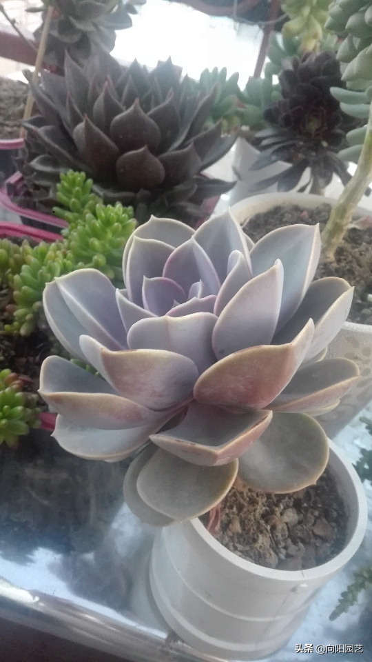 紫珍珠的养殖方法和注意事项（紫珍珠的5个养护小技巧）